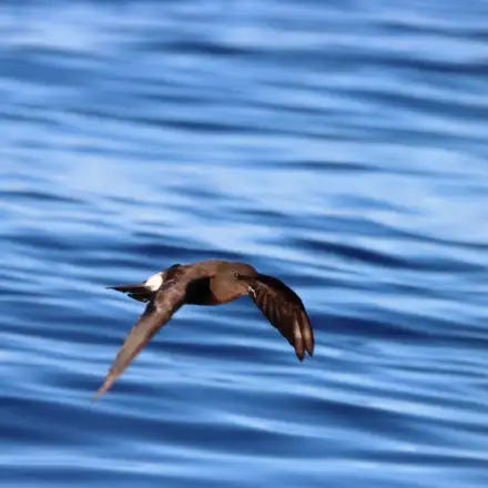 Alma-de-mestre a voar sobre o mar, com as asas em movimento descendente.
