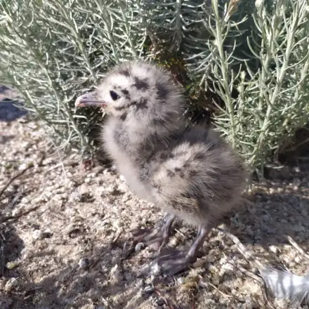 Cria de gaivota-de-audouin com poucos dias na colónia.