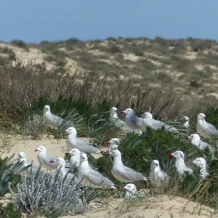 Grupo de gaivotas-de-audouin adultas pousadas na colónia, numa ilha arenosa.