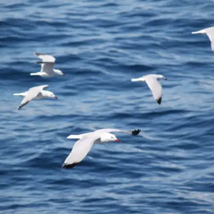 Grupo de gaivotas-de-audouin em voo sobre o mar, com dorso cinzento-prateado claro, bico vermelho e primárias externas pretas.