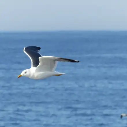 Gaivota-d’asa-escura adulta em voo sobre o mar.