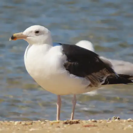 Gaivotão-real imaturo de terceiro ano com plumagem quase completa de adulto.