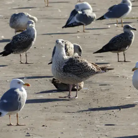 Gaivotão-real imaturo de primeiro ano entre gaivotas-de-patas-amarelas e gaivotas-d’asa-escura, destacando-se pelo maior tamanho