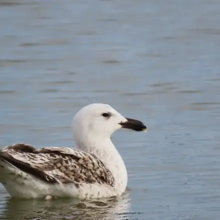 Gaivotão-real imaturo de primeiro ano pousado na água.