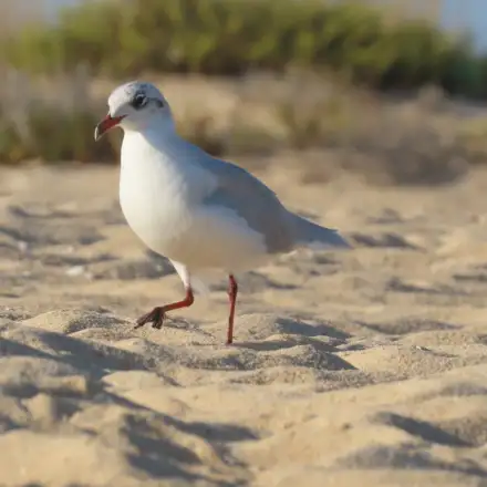 Gaivota-de-cabeça-preta adulta em plumagem não reprodutora, pousada na praia.