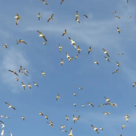 Grupo de gaivotas-de-patas-amarelas a voar em grupo na colónia