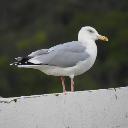 Gaivota-prateada-americana adulta em plumagem invernal, de perfil e pousada num telhado, provavelmente num edifício branco de um porto de pesca.