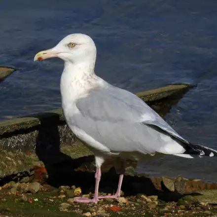 Gaivota-prateada-americana adulta em plumagem invernal, de perfil e pousada junto à linha de água. A imagem mostra umas estruturas metálicas que deverão ser de apoio a alguma estutura humana, provavelmente num porto de pesca.