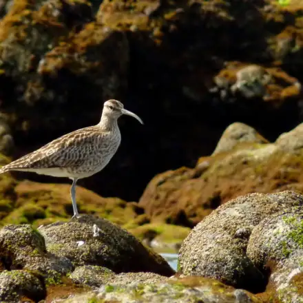 Maçarico-galego pousado em rochas junto ao mar, com plumagem castanho-estriada, supercílio claro e bico longo curvado para baixo.