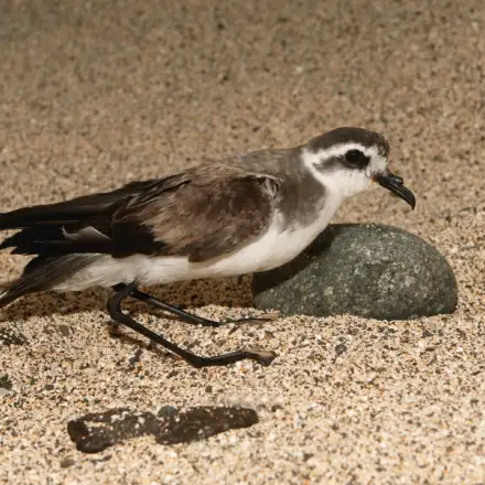 Calca-mar na colónia pousado na areia