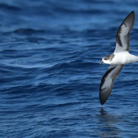Freira-das-bermudas em sobre o mar, com as asas bem abertas e a mostrar toda a parte ventral da ave. A ponta de uma das asas quase que toca na água.