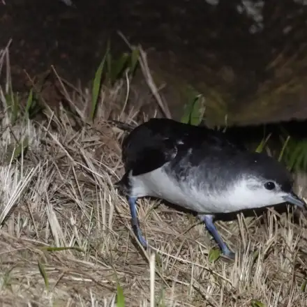 Pintainho a caminhar na colónia durante a noite.
