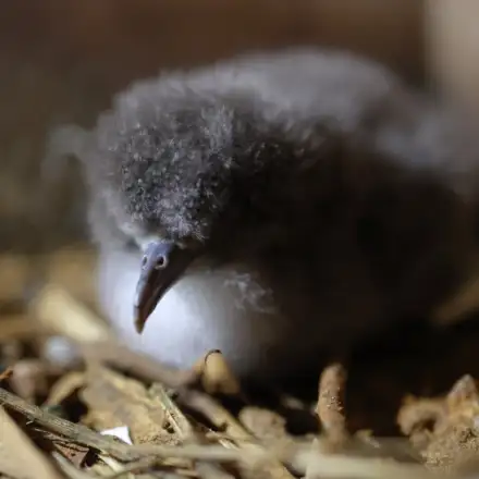 Cria de pardela-de-yelkouan muito pequena, ainda coberta de penugem, no ninho.
