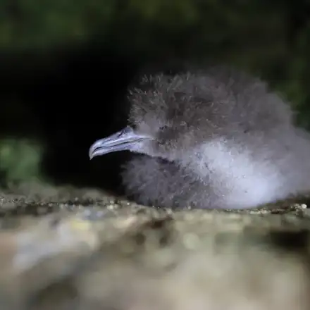 Cria de pardela-de-yelkouan muito pequena, ainda coberta de penugem numa gruta onde nidificam.