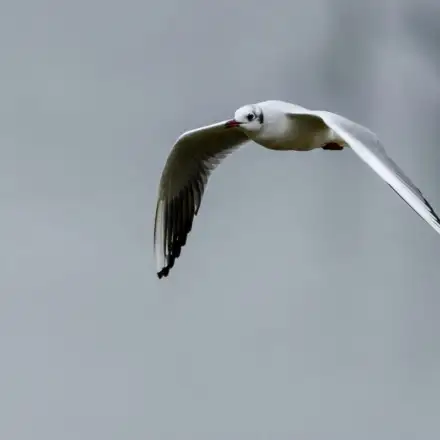 Guincho adulto em plumagem de inverno, em voo, com cabeça branca e manchas escuras atrás dos olhos.