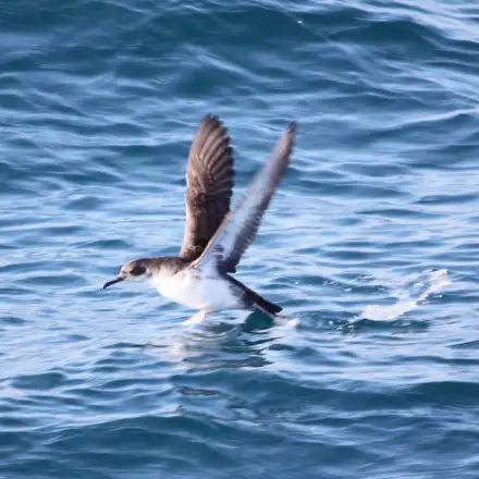Pardela-de-yelkouan na superfície do mar, a iniciar o voo, com asas longas e escuras e ventre claro.