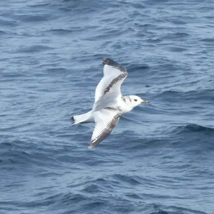 Gaivota-tridáctila imatura em voo sobre o mar, com padrão escuro em forma de ‘W’ nas asas e dorso
