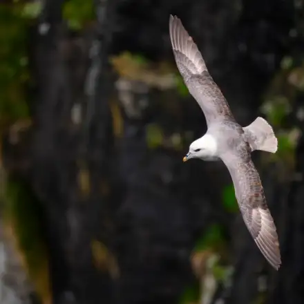 Pombalete adulto em voo sobre a colónia de reprodução. A ave apresenta as aves totalmente abertas, exibindo toda a parte dorsal e superior das asas, bem como a cauda bastante aberta. Notam-se algumas penas acastanhadas nas coberturas das asas. No bico salienta-se a típica ponta amarela.