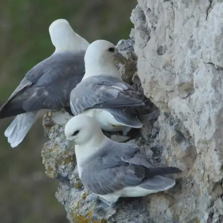 Três pombaletes pousados numa escarpa, encostados uns aos outros. As aves parecem todas adultas.