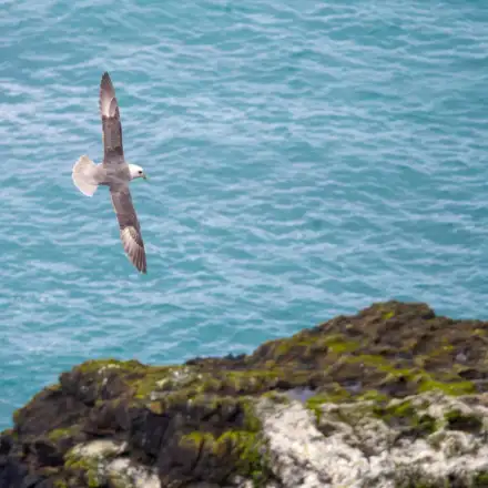 Pombalete adulto em voo sobre a colónia de reprodução. A ave apresenta as aves totalmente abertas, exibindo toda a parte dorsal e superior das asas, bem como a cauda bastante aberta. A ave está contra o mar, sereno, acima de uma zona rochosa coberta de guano (branco) e liquens (verdes e amarelados).