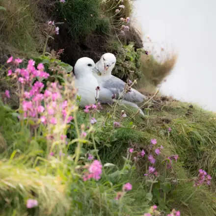 Aparente casal de pombaletes pousado numa encosta. Uma das aves aparenta estar em posição de incubação. A segunda ave está atrás dessa, estando a trocar olhares. A falésia está coberta por vegetação, parte dela exibindo flores cor-de-rosa.