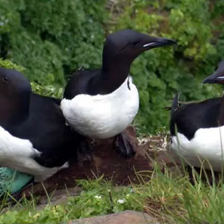 Três aves adultas em plumagem de reprodução numa falésia. A ave da esquerda está sobre um grande ovo esverdeado. O ninho está simplemente na terra. Toda a falésia está coberta por vegetação. As aves exibem a sua cabeça, pescoço e dorso de um preto puro. Nota-se a lista branca na base superior do bico.