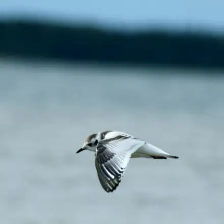 Gaivota-pequena a voar em prospeção sobre o mar