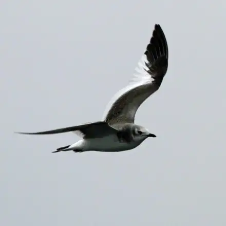 Gaivota-de-Sabine imatura em voo
